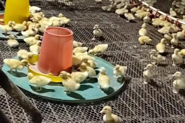 半番鸭怎么养殖，1-5日龄让它们自由采食