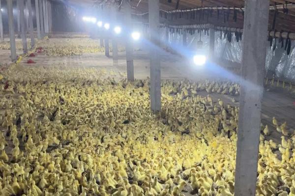 半番鸭怎么养殖，1-5日龄让它们自由采食