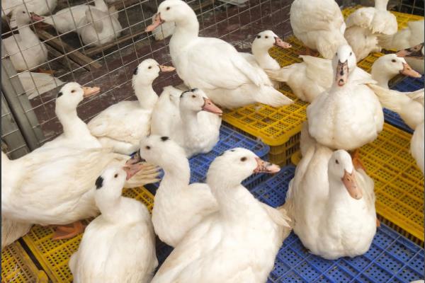 半番鸭怎么养殖，1-5日龄让它们自由采食