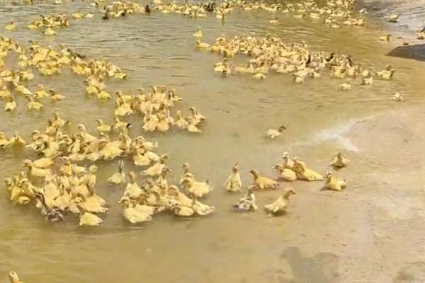 半番鸭怎么养殖，1-5日龄让它们自由采食