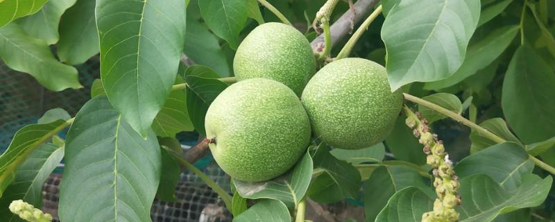 核桃树有什么风水寓意，具有和美吉祥、喜庆平安等含义