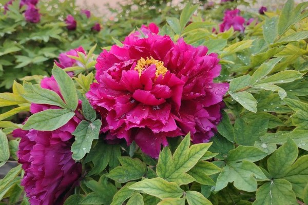 独占人间第一春指哪种花卉，牡丹花深受大众的喜爱