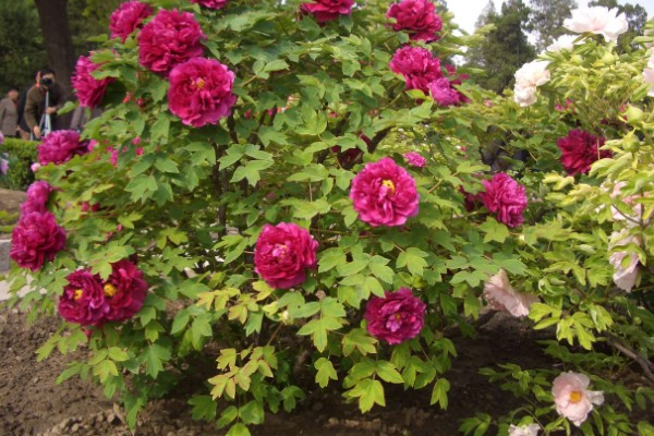 独占人间第一春指哪种花卉，牡丹花深受大众的喜爱