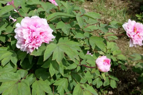 独占人间第一春指哪种花卉，牡丹花深受大众的喜爱