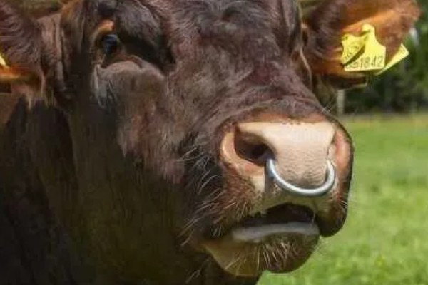 牛要穿鼻子的原因，可控制它的行动