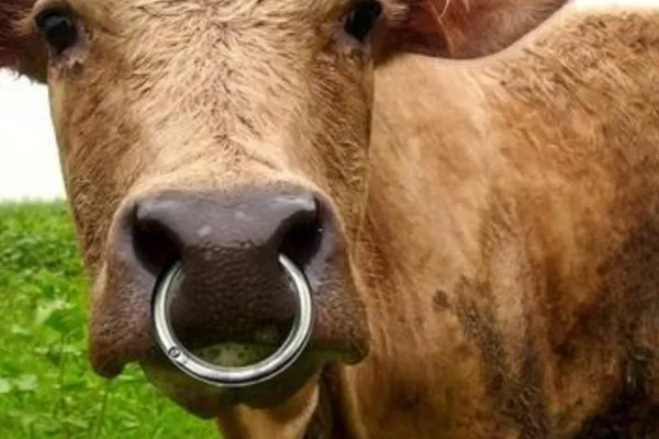 牛要穿鼻子的原因，可控制它的行动