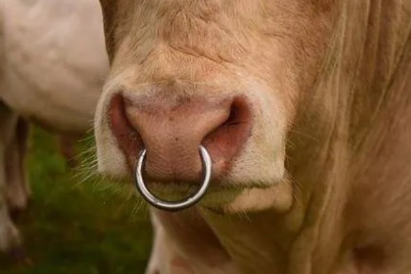 牛要穿鼻子的原因，可控制它的行动