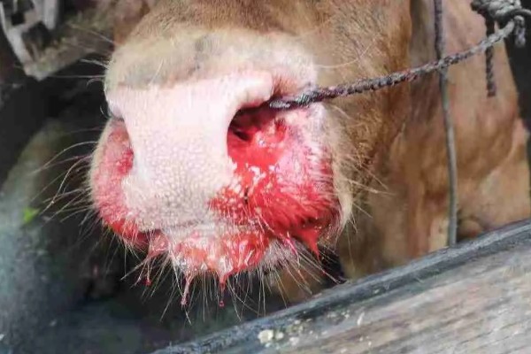 牛要穿鼻子的原因，可控制它的行动