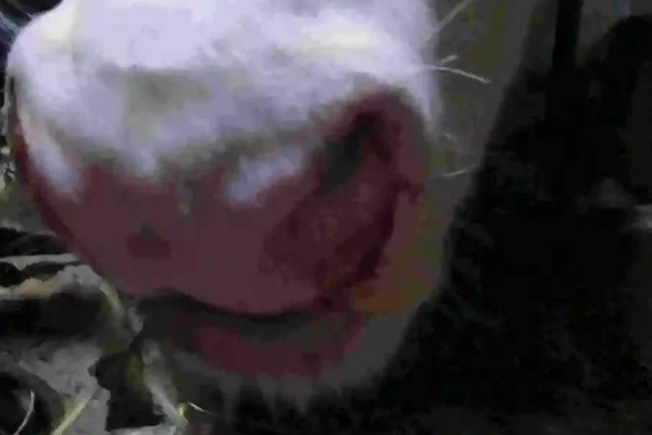 牛要穿鼻子的原因，可控制它的行动