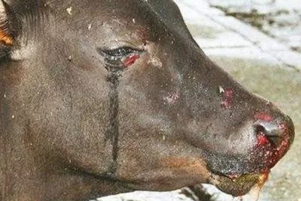 牛要穿鼻子的原因，可控制它的行动