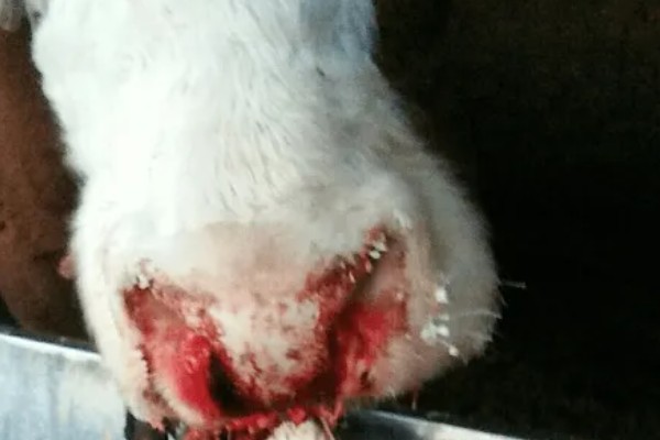 牛要穿鼻子的原因，可控制它的行动