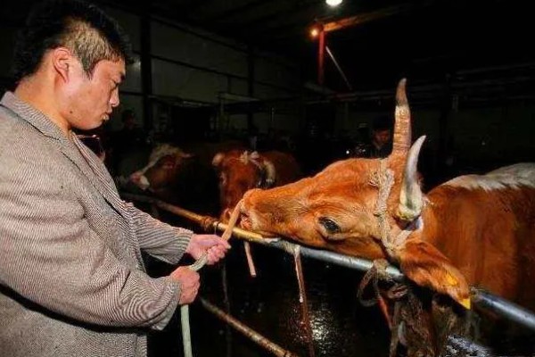 牛要穿鼻子的原因，可控制它的行动