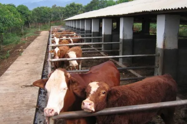 牛要穿鼻子的原因，可控制它的行动