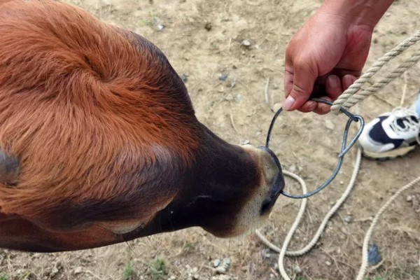 牛要穿鼻子的原因，可控制它的行动