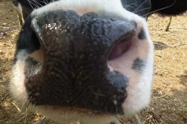 牛要穿鼻子的原因，可控制它的行动