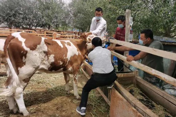 牛要穿鼻子的原因，可控制它的行动