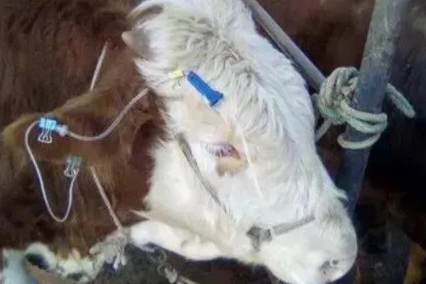 牛要穿鼻子的原因，可控制它的行动