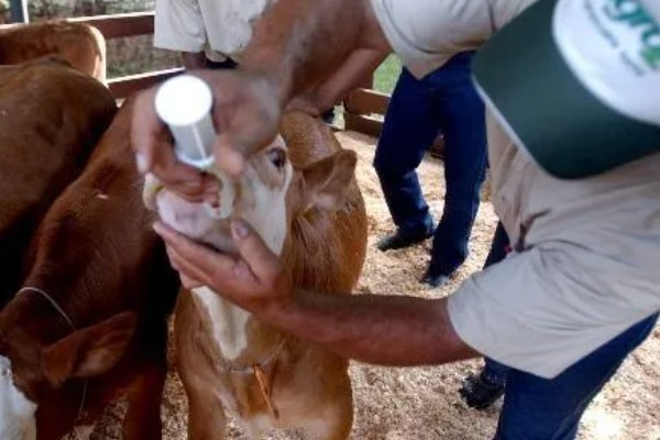 牛要穿鼻子的原因，可控制它的行动