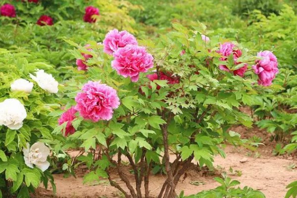 独占人间第一春指哪种花卉，牡丹花深受大众的喜爱