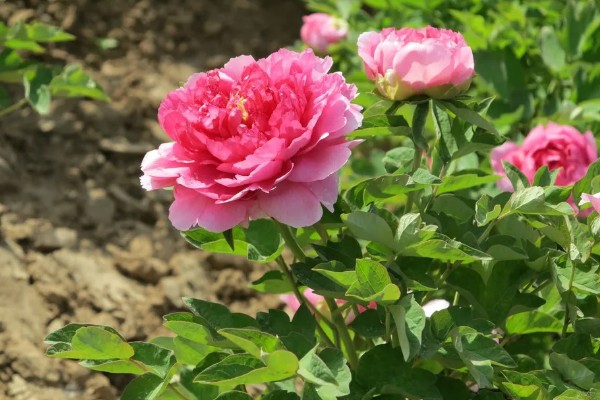 独占人间第一春指哪种花卉，牡丹花深受大众的喜爱