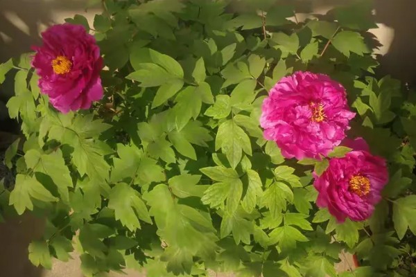 独占人间第一春指哪种花卉，牡丹花深受大众的喜爱