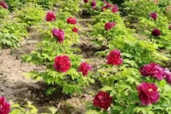 独占人间第一春指哪种花卉，牡丹花深受大众的喜爱