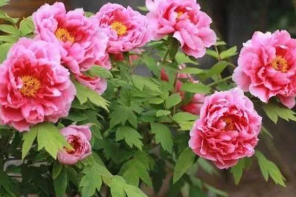 独占人间第一春指哪种花卉，牡丹花深受大众的喜爱