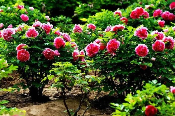 独占人间第一春指哪种花卉，牡丹花深受大众的喜爱