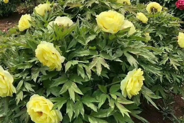 独占人间第一春指哪种花卉，牡丹花深受大众的喜爱