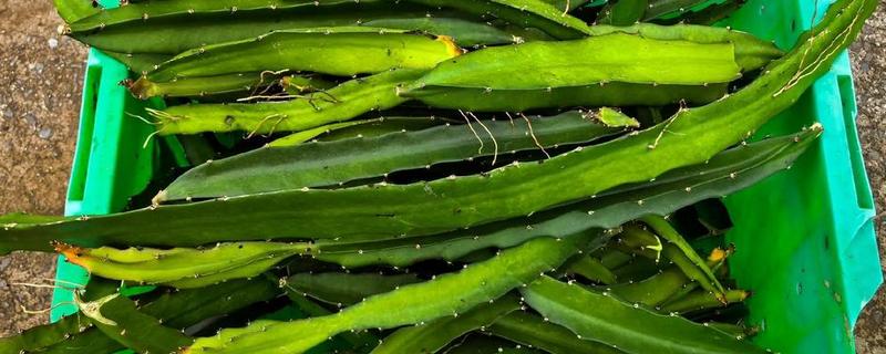 火龙果的栽培种植技术，可以选择在春季进行扦插