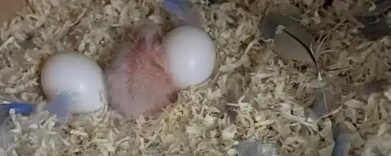 鹦鹉几天能出壳，需要20天左右