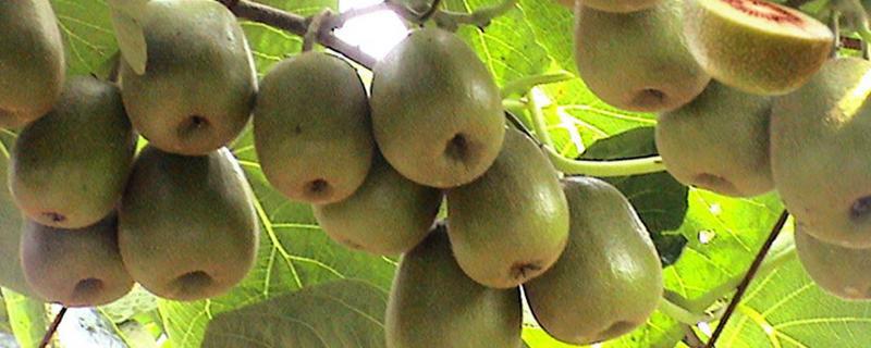 红心猕猴桃的种植前景，具有广阔的市场前景