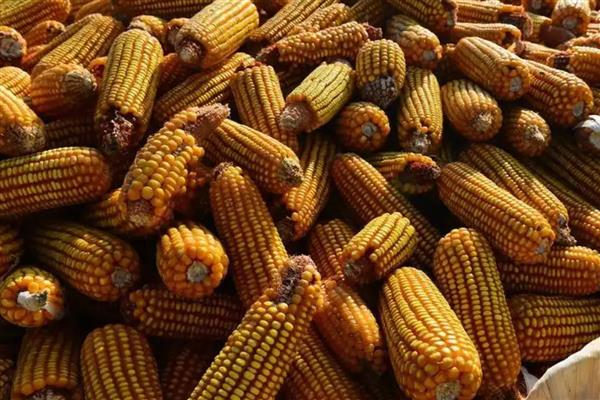 玉米发霉使用脱霉剂是否有效,经过脱霉处理后可以用来喂猪