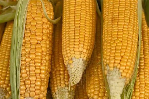 玉米发霉使用脱霉剂是否有效,经过脱霉处理后可以用来喂猪