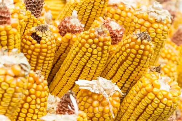 玉米发霉使用脱霉剂是否有效,经过脱霉处理后可以用来喂猪