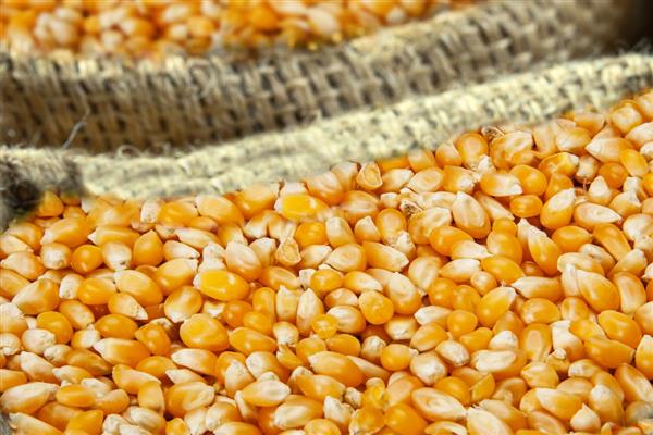 玉米发霉使用脱霉剂是否有效,经过脱霉处理后可以用来喂猪