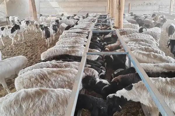 刚产完仔的老羊怎么饲喂，投喂优质干草和多汁饲料