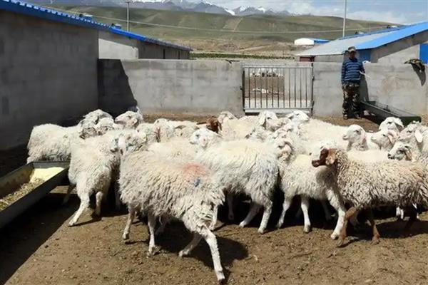 刚产完仔的老羊怎么饲喂，投喂优质干草和多汁饲料