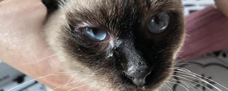 猫杯状病毒的简介，发病率高但死亡率低