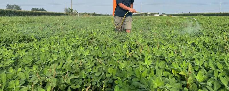 哪些药物可以防治蚜虫，氟啶虫酰胺、溴氰虫酰胺等药物的防效较好