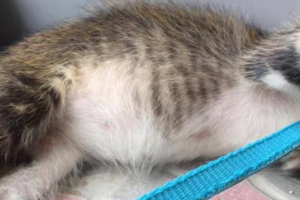 猫咪腹胀的原因，可能是遗传、病菌感染、消化不良等因素所致