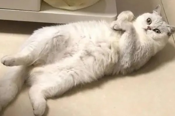 猫咪腹胀的原因，可能是遗传、病菌感染、消化不良等因素所致