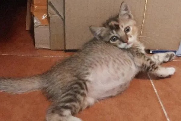 猫咪腹胀的原因，可能是遗传、病菌感染、消化不良等因素所致