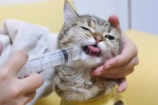 猫咪腹胀的原因，可能是遗传、病菌感染、消化不良等因素所致