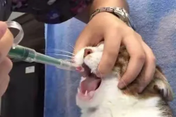 猫咪腹胀的原因，可能是遗传、病菌感染、消化不良等因素所致