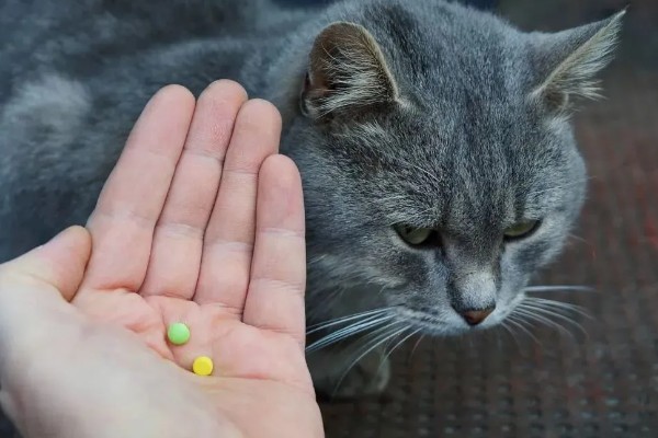 猫咪腹胀的原因，可能是遗传、病菌感染、消化不良等因素所致