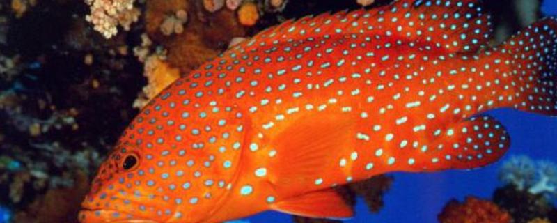 红石斑鱼的产地,在我国主产于南海、台湾海峡、东海