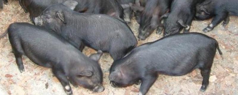 黑母猪好还是白母猪好，黑色本地猪的繁殖性能更优秀