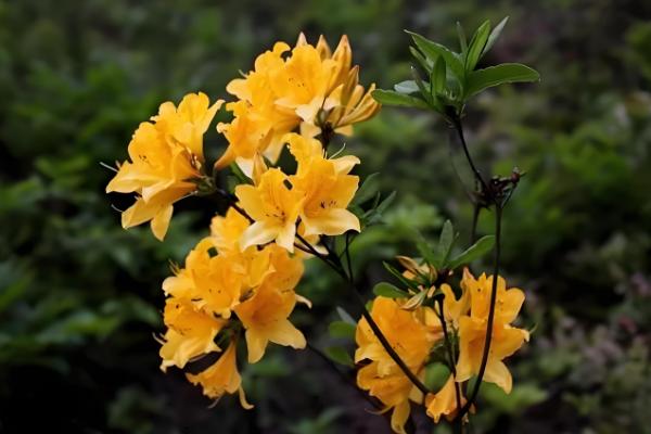 闹羊花的叶子为何会发红，可能是养分不足、气温过低等原因引起