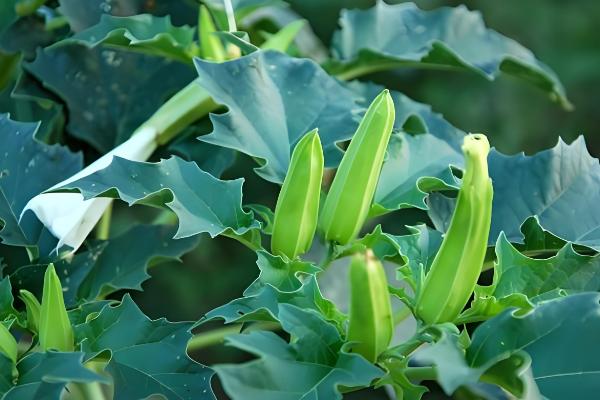 闹羊花的叶子为何会发红，可能是养分不足、气温过低等原因引起